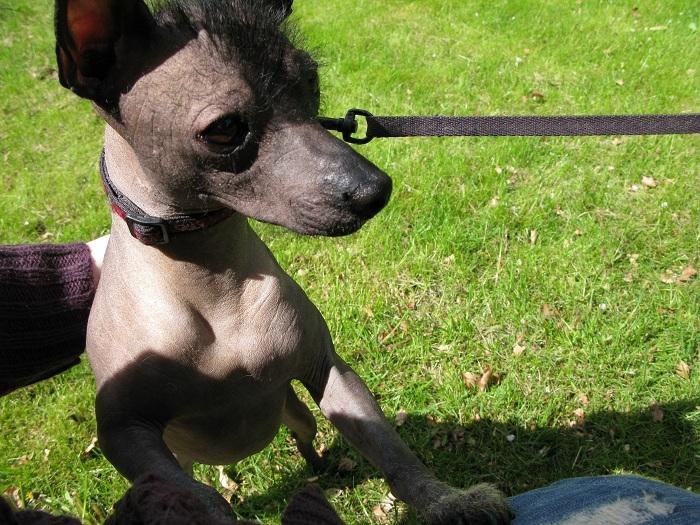 Xoloitzcuintle Yoda billede 5