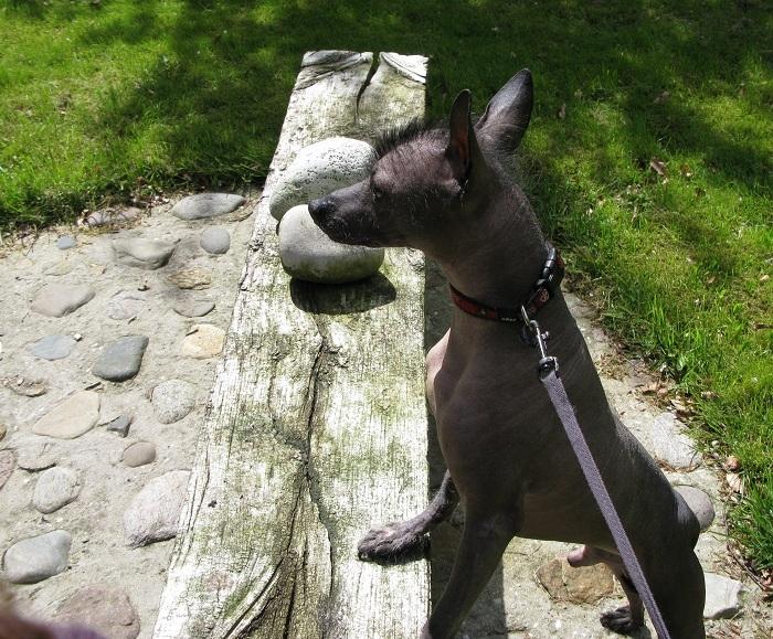 Xoloitzcuintle Yoda billede 6