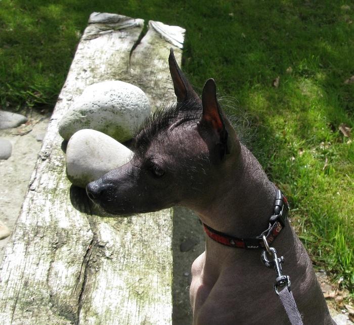 Xoloitzcuintle Yoda billede 7