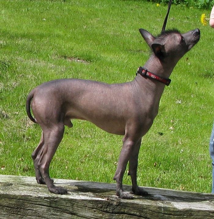 Xoloitzcuintle Yoda billede 8