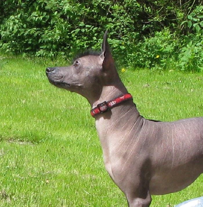 Xoloitzcuintle Yoda billede 9