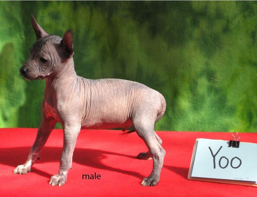 Xoloitzcuintle Yoda billede 10