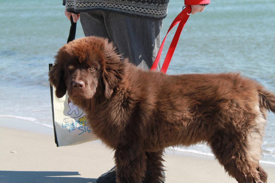 Newfoundlænder Alma billede 13