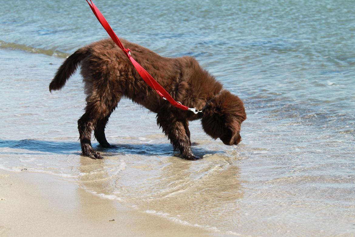 Newfoundlænder Alma - Vand er mega-farligt.  billede 14