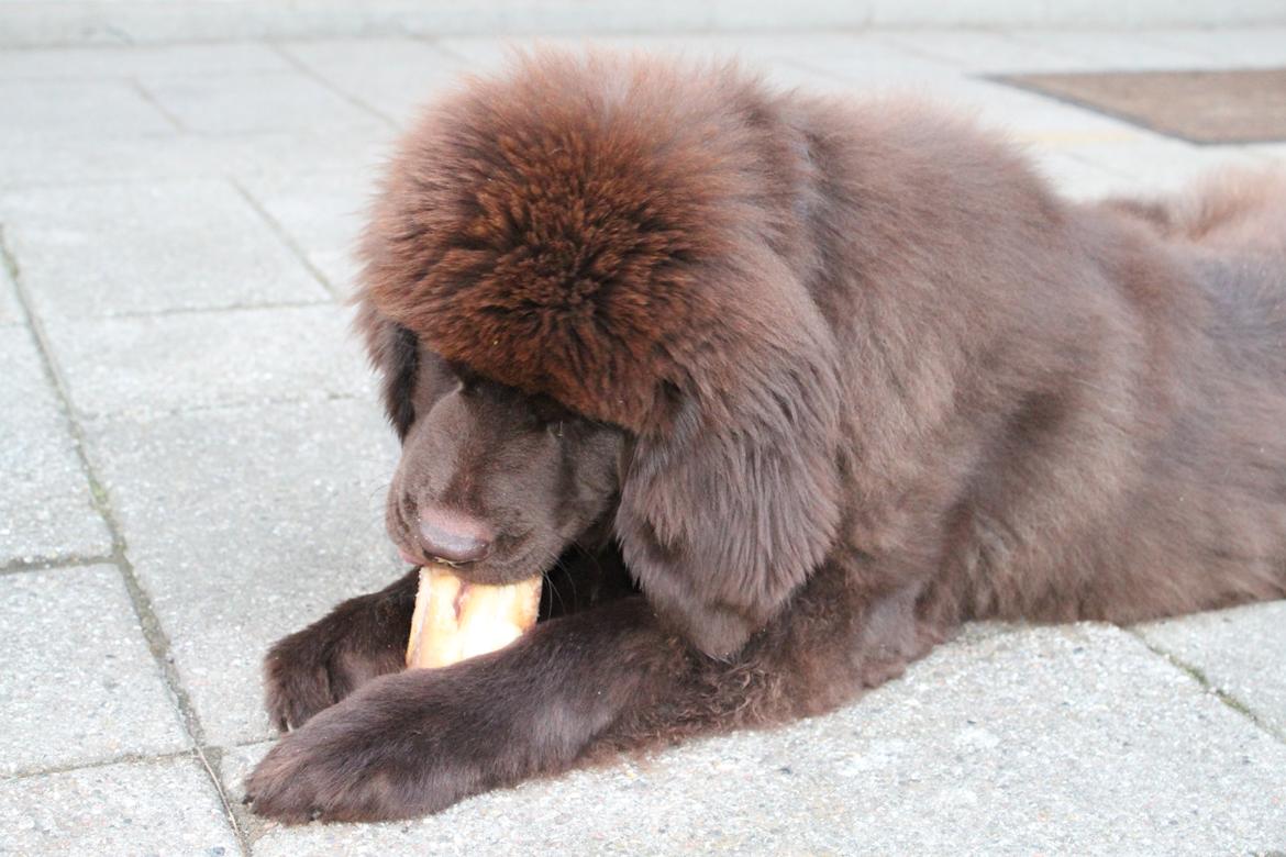 Newfoundlænder Alma billede 15