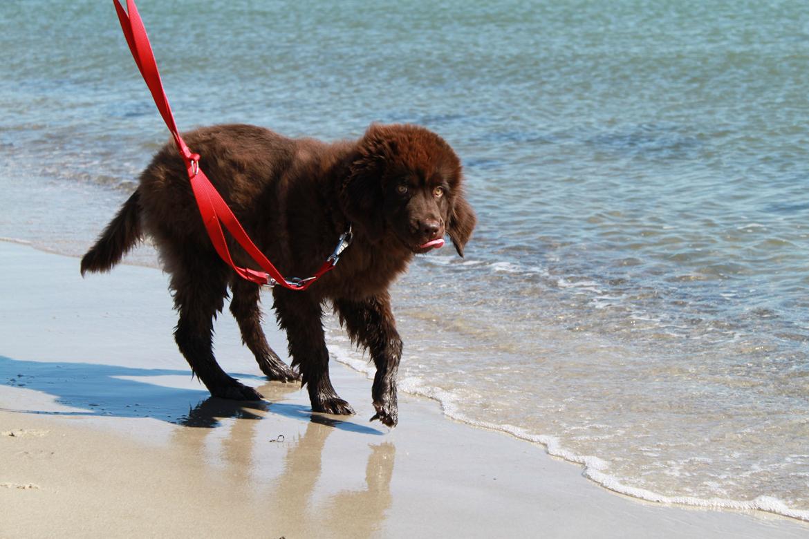 Newfoundlænder Alma - Baah, vand er vådt - jeg gider ikke derud, det må de andre newf'er om! billede 16