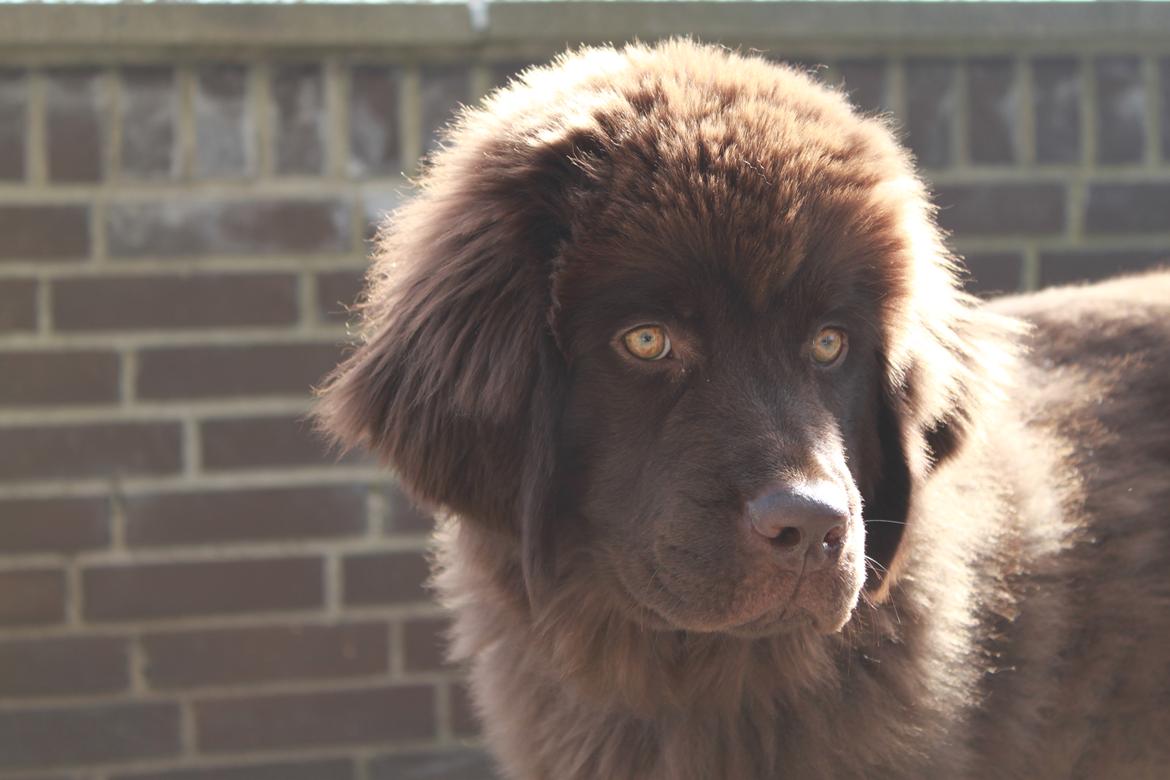 Newfoundlænder Alma - Almas bob-hårsperiode. billede 17