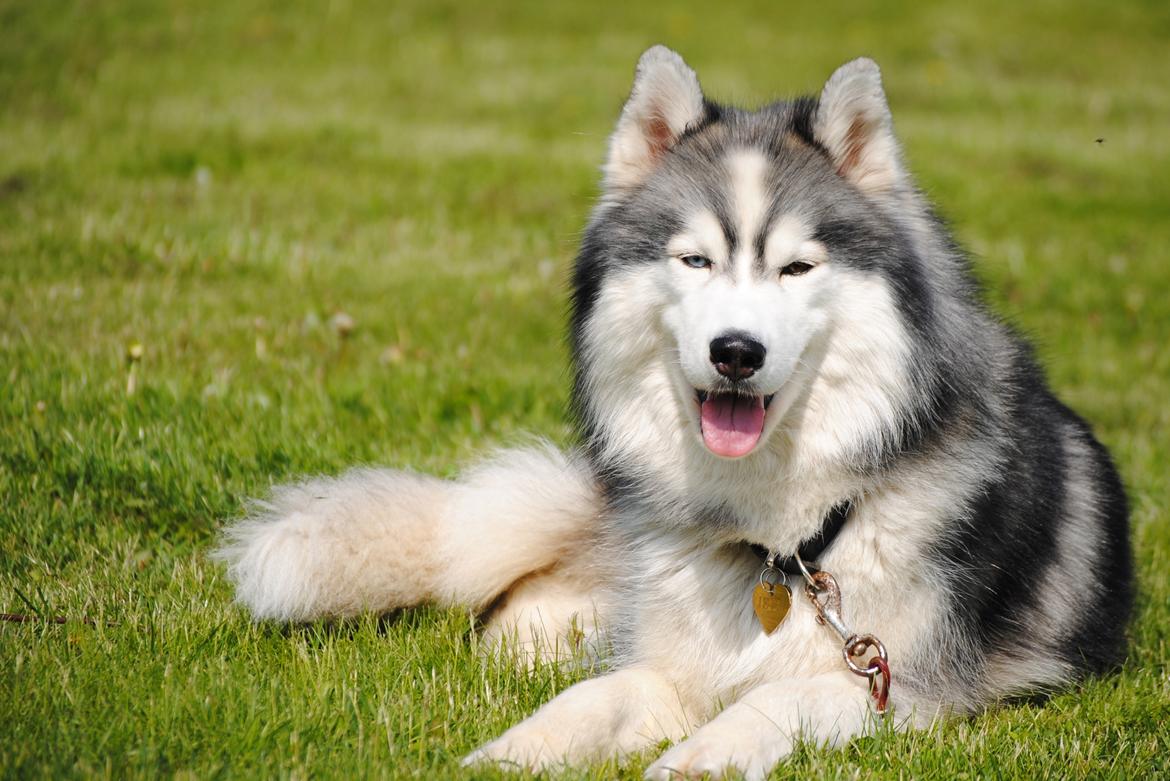 Siberian husky | Jeyzi - *Fotograf. Julie Ingemann - 2012 billede 5