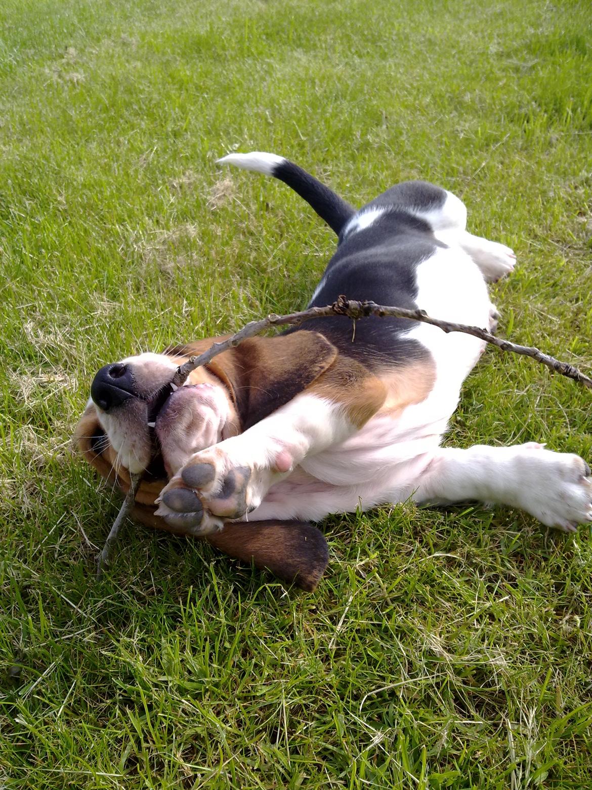 Basset hound Dalton - Charme-prop! :b billede 3