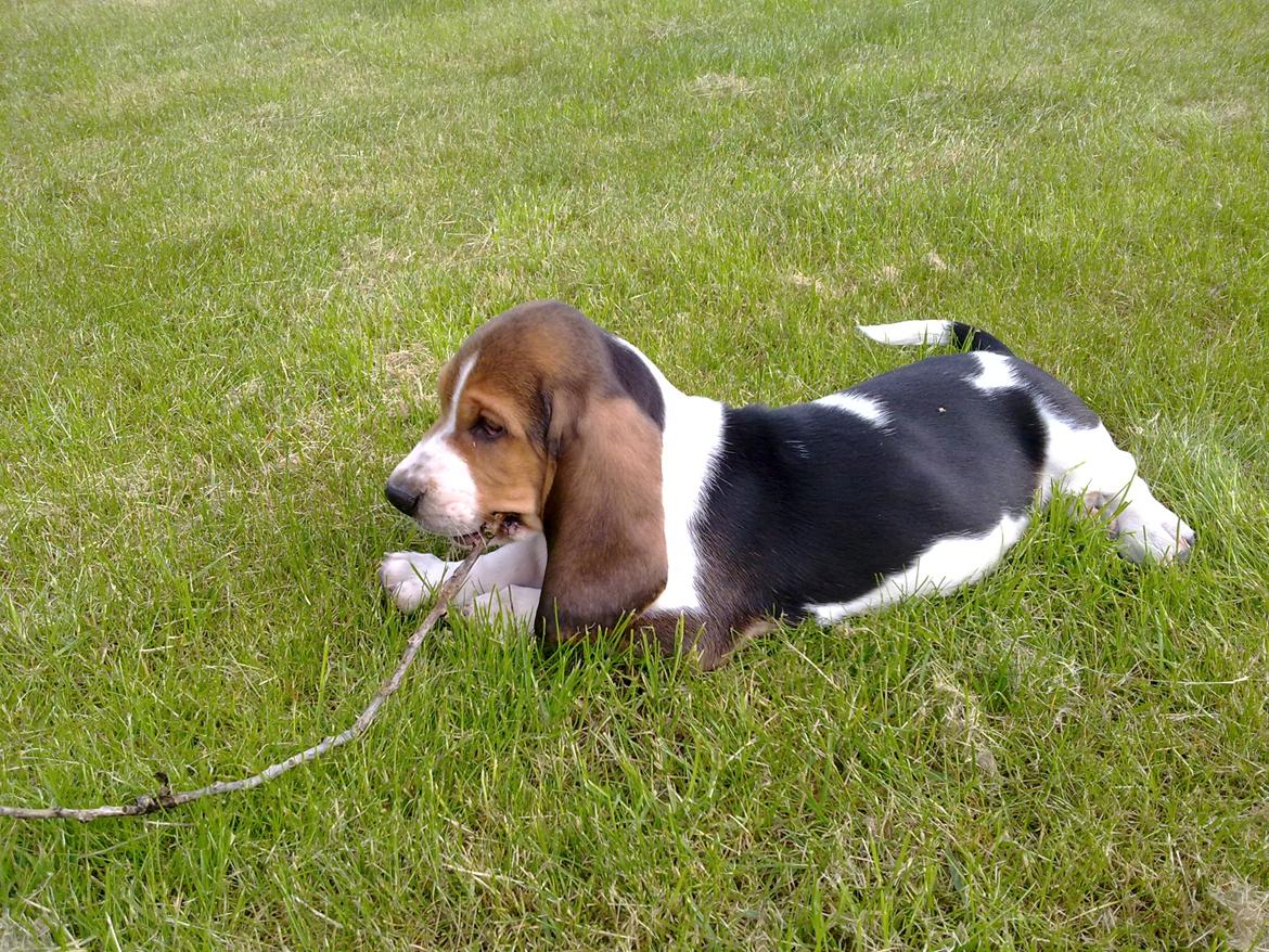 Basset hound Dalton billede 8
