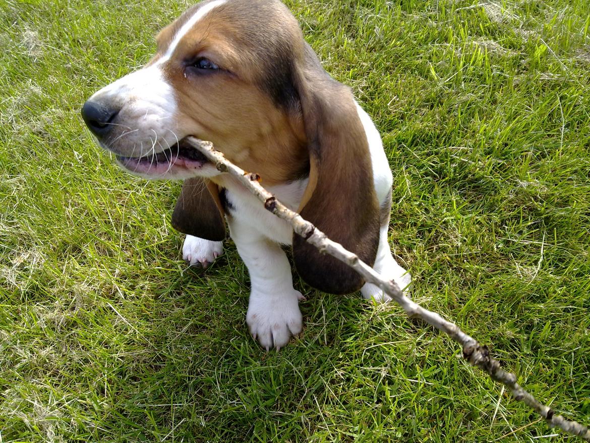 Basset hound Dalton - Den eneste måde man kan få taget et tydeligt billede af ham, er når han har et eller andet spændende i gabet ;D billede 4
