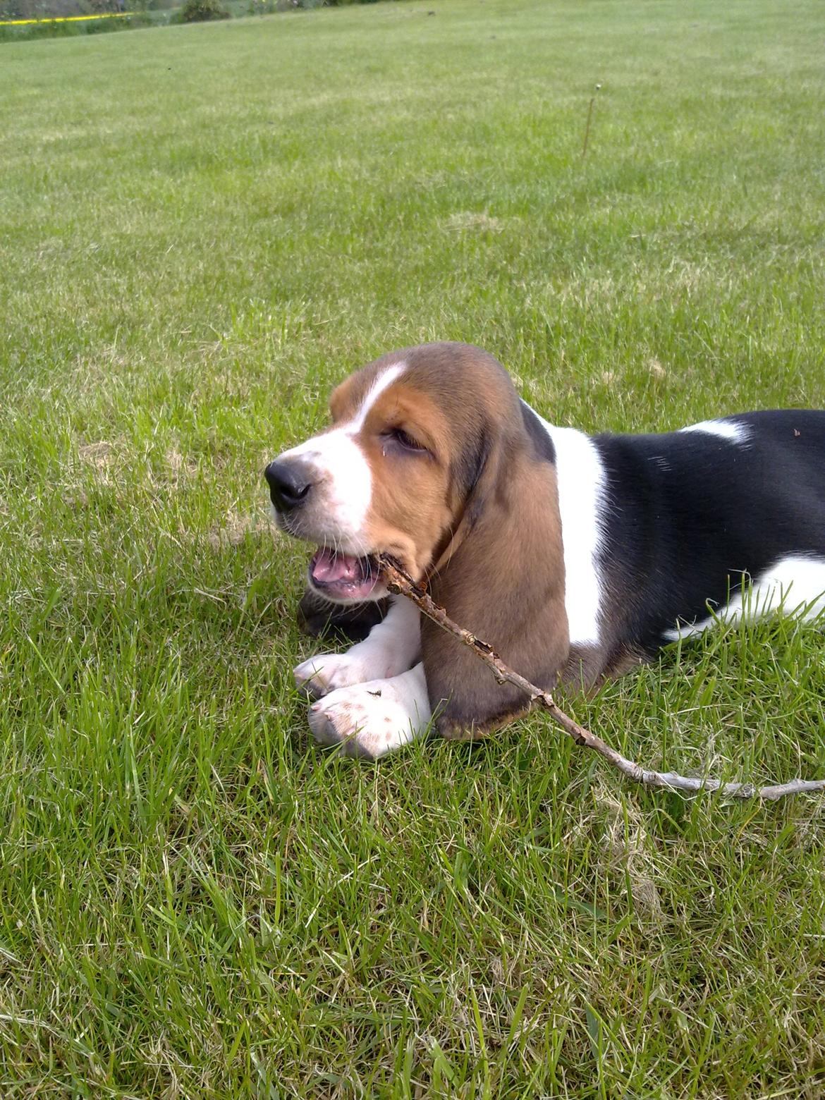 Basset hound Dalton - Flottert! ;D billede 2