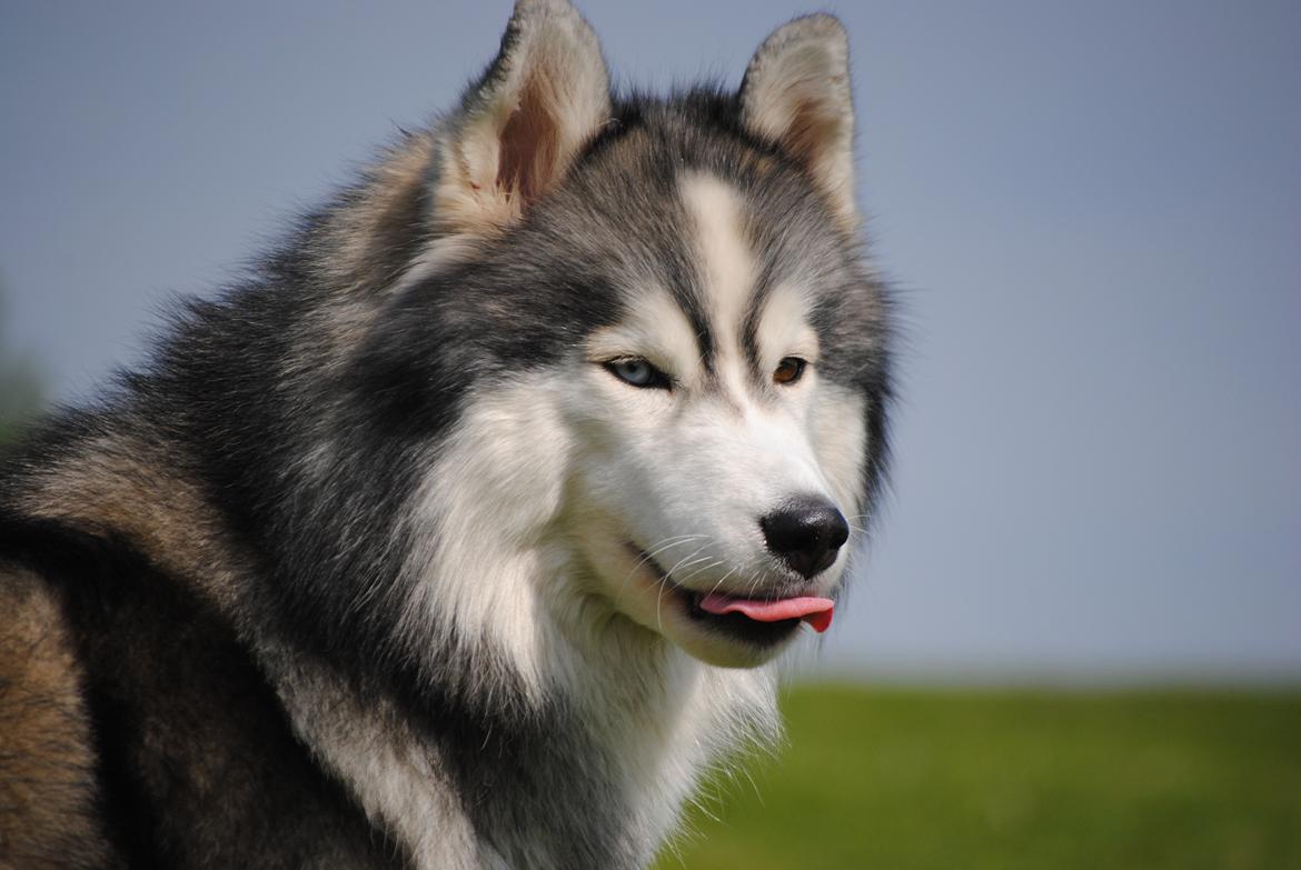 Siberian husky | Jeyzi - *Fotograf. Julie Ingemann - 2012 billede 6