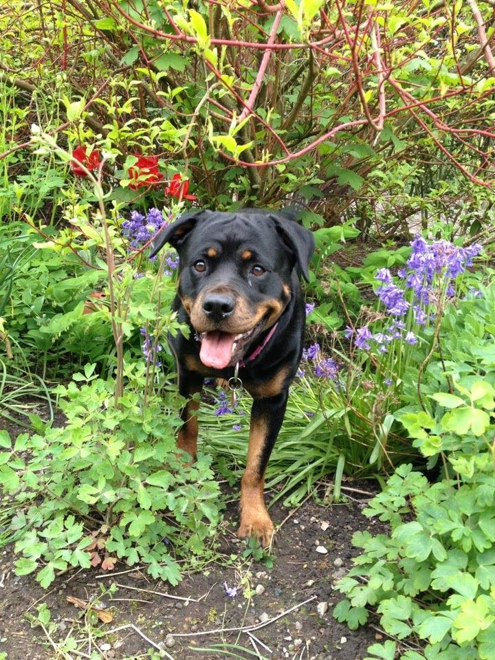 Rottweiler Vindelsbo's Boogie Woogie (Bella) [himmelhund] billede 1