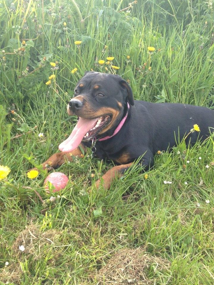 Rottweiler Vindelsbo's Boogie Woogie (Bella) [himmelhund] billede 4