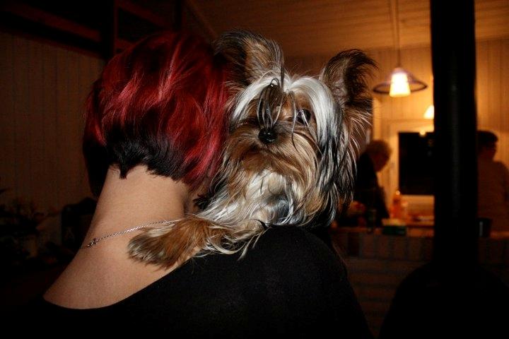 Yorkshire terrier Daisy Stick billede 15