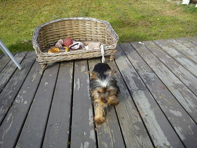 Yorkshire terrier Daisy Stick billede 9
