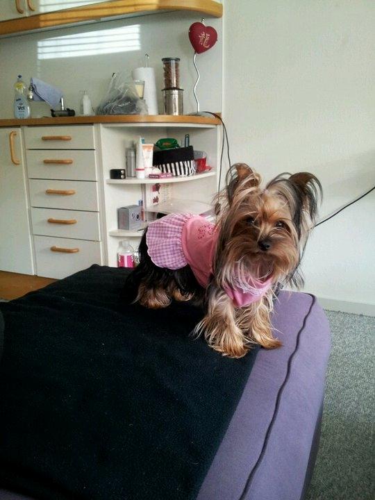 Yorkshire terrier Daisy Stick - 1 Års fødselsdag. billede 16