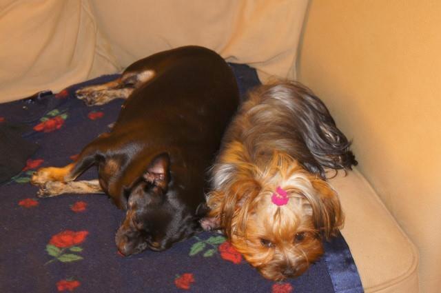 Yorkshire terrier Daisy Stick - En god ven er der altid plads til  billede 14