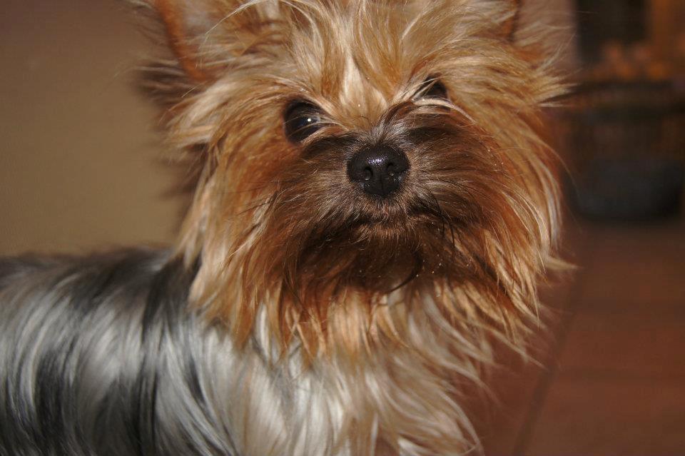 Yorkshire terrier Daisy Stick billede 17