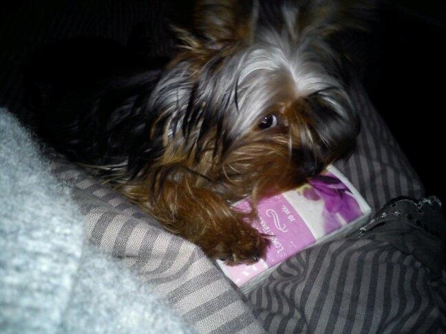 Yorkshire terrier Daisy Stick - Alt det man ikke må er bare meget sjovere... billede 20