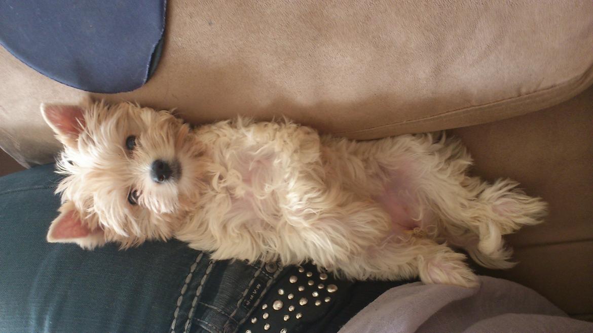 Biewer yorkshire terrier Goldie billede 1