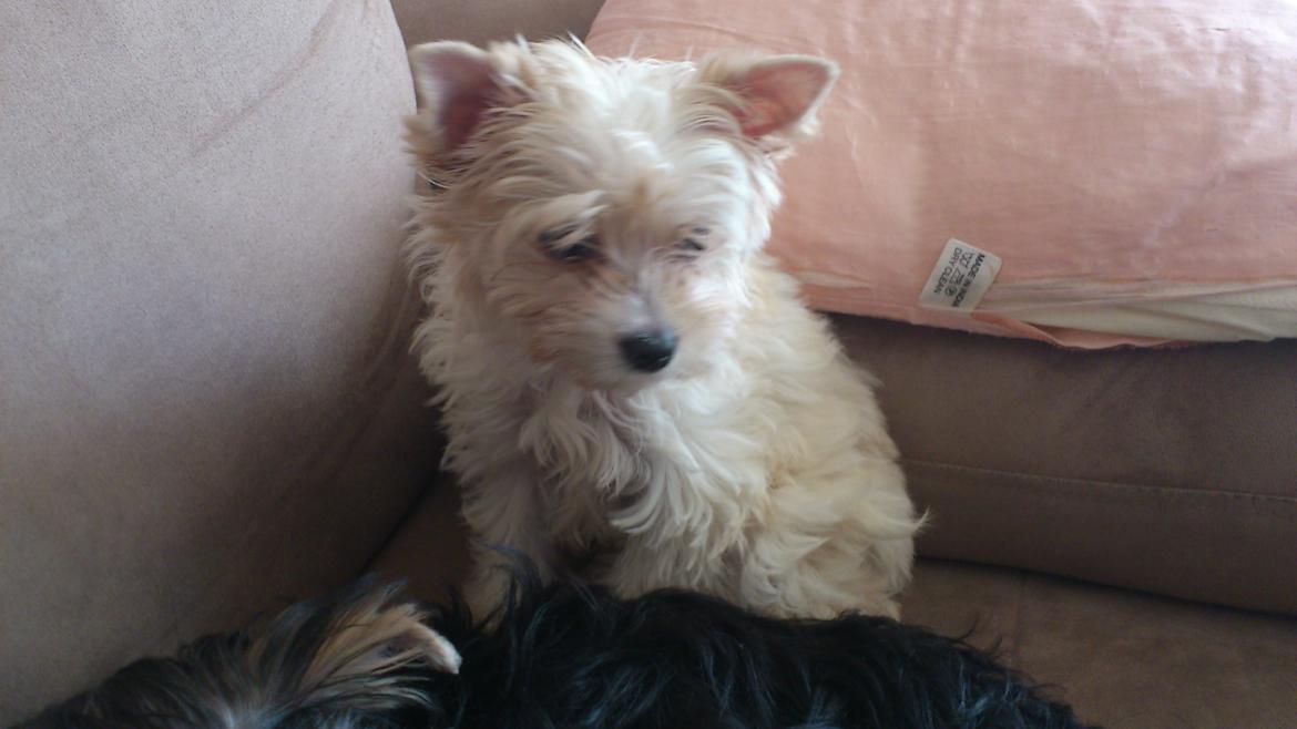 Biewer yorkshire terrier Goldie billede 2