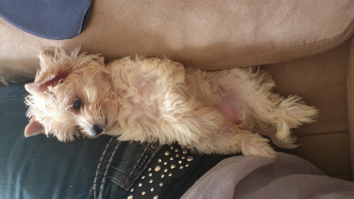 Biewer yorkshire terrier Goldie billede 3