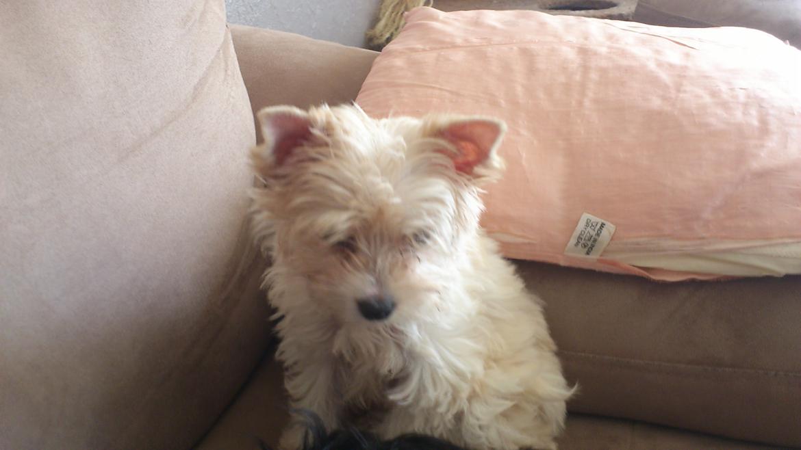 Biewer yorkshire terrier Goldie billede 4