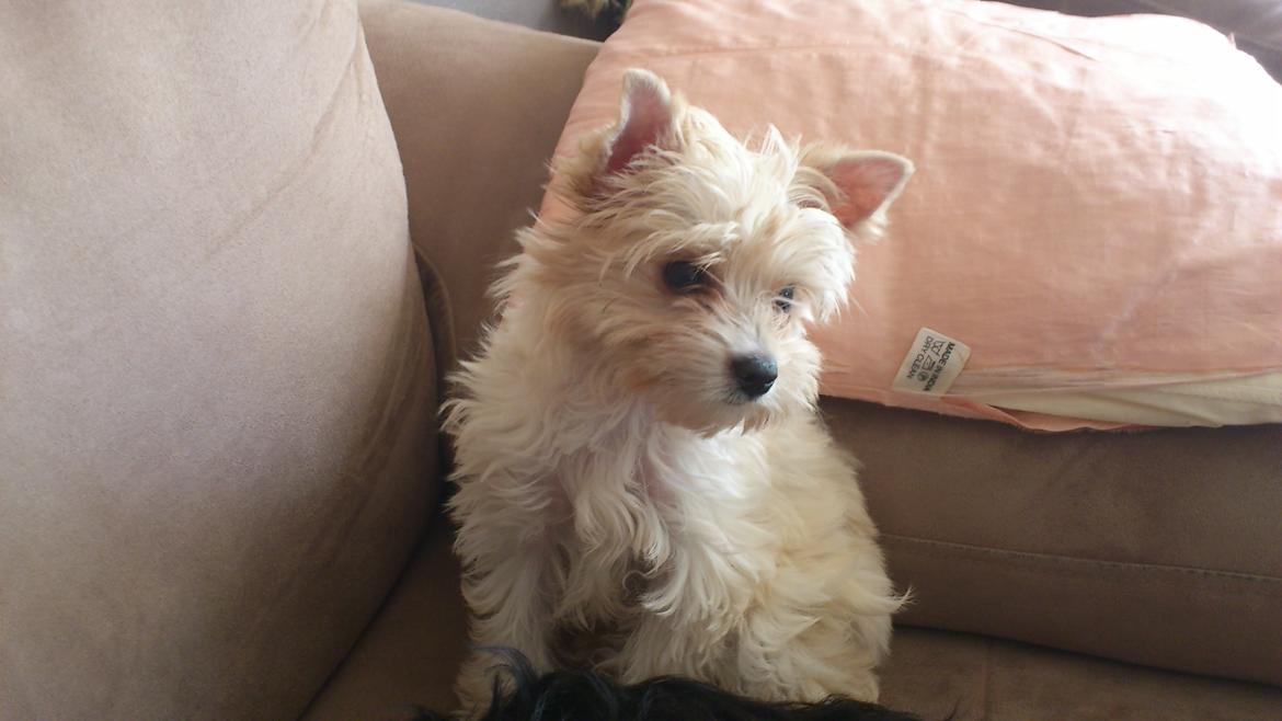 Biewer yorkshire terrier Goldie billede 5