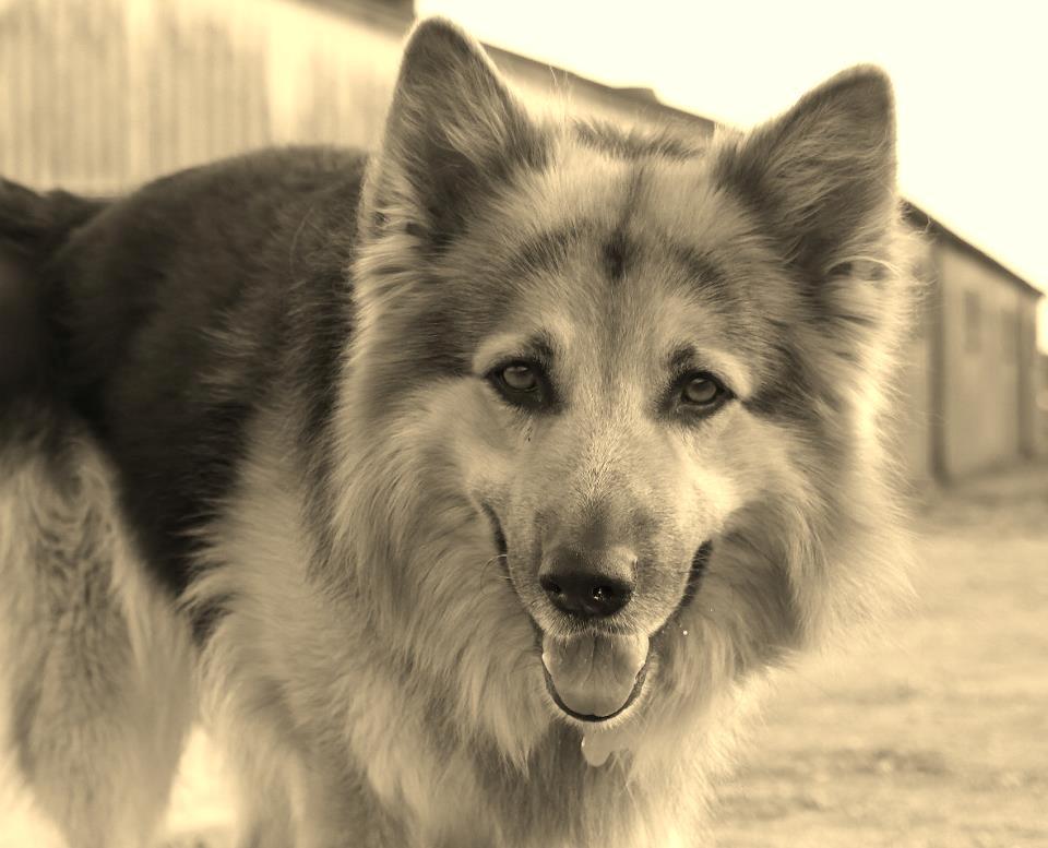 Schæferhund Rico billede 18