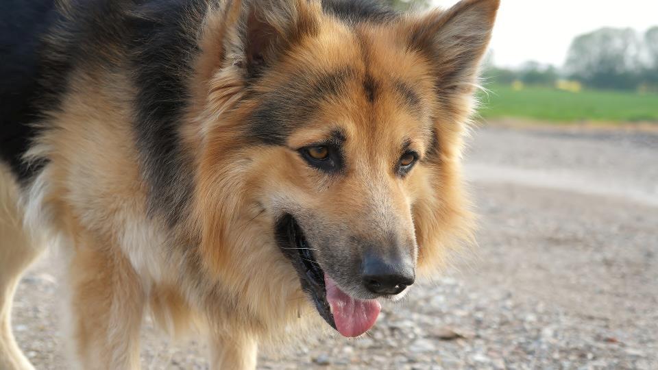 Schæferhund Rico billede 19