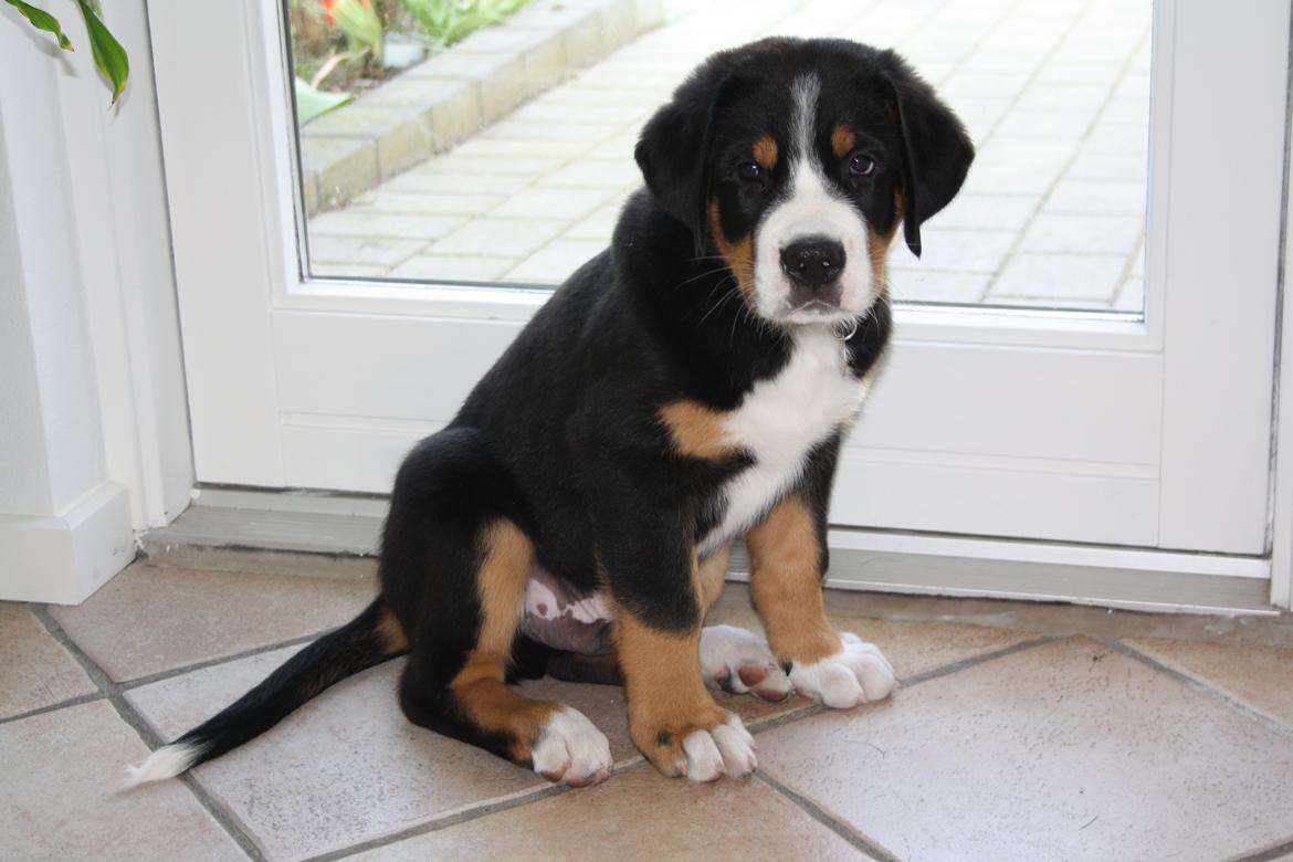 Grosser schweizer sennenhund Aslan billede 1