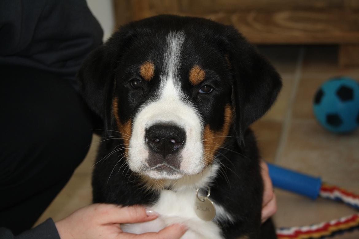 Grosser schweizer sennenhund Aslan billede 2