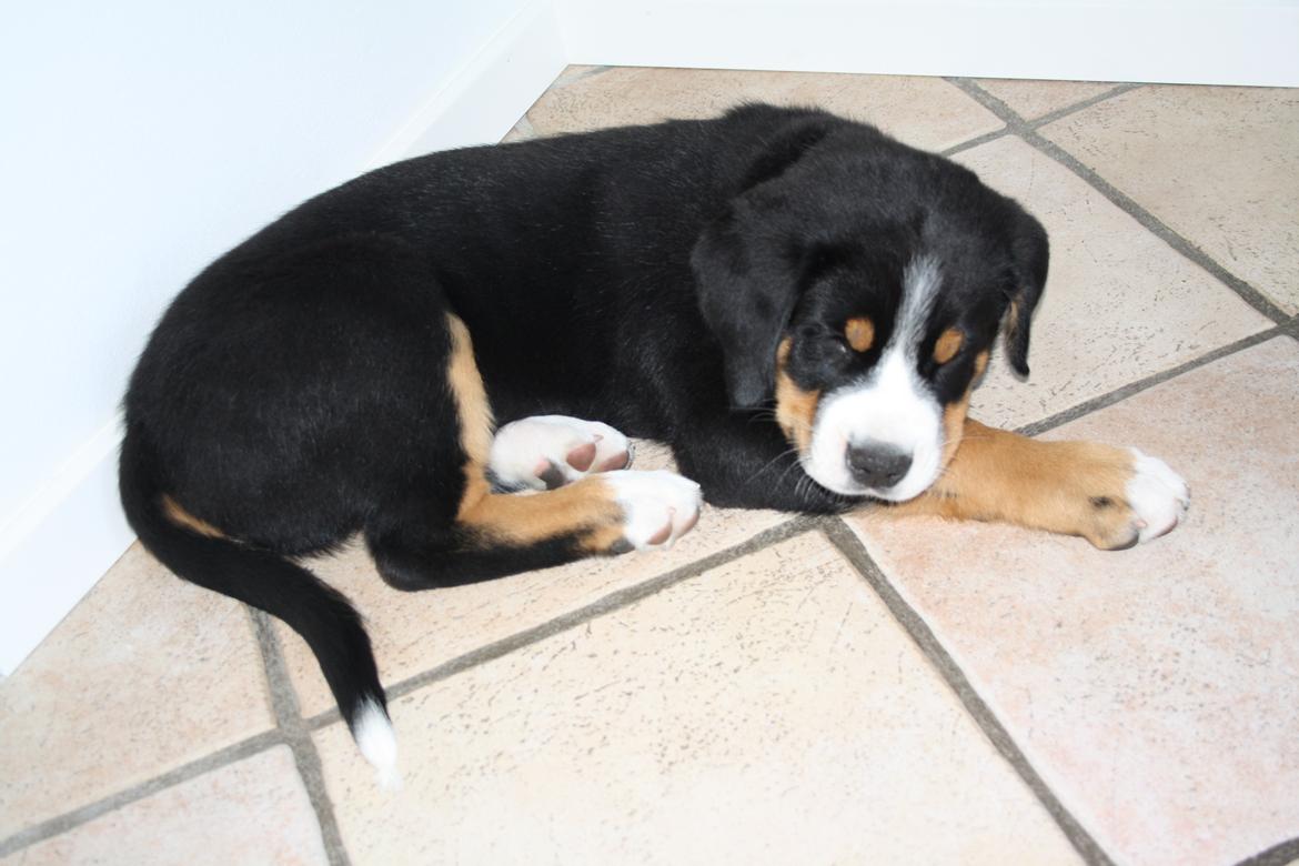 Grosser schweizer sennenhund Aslan billede 3