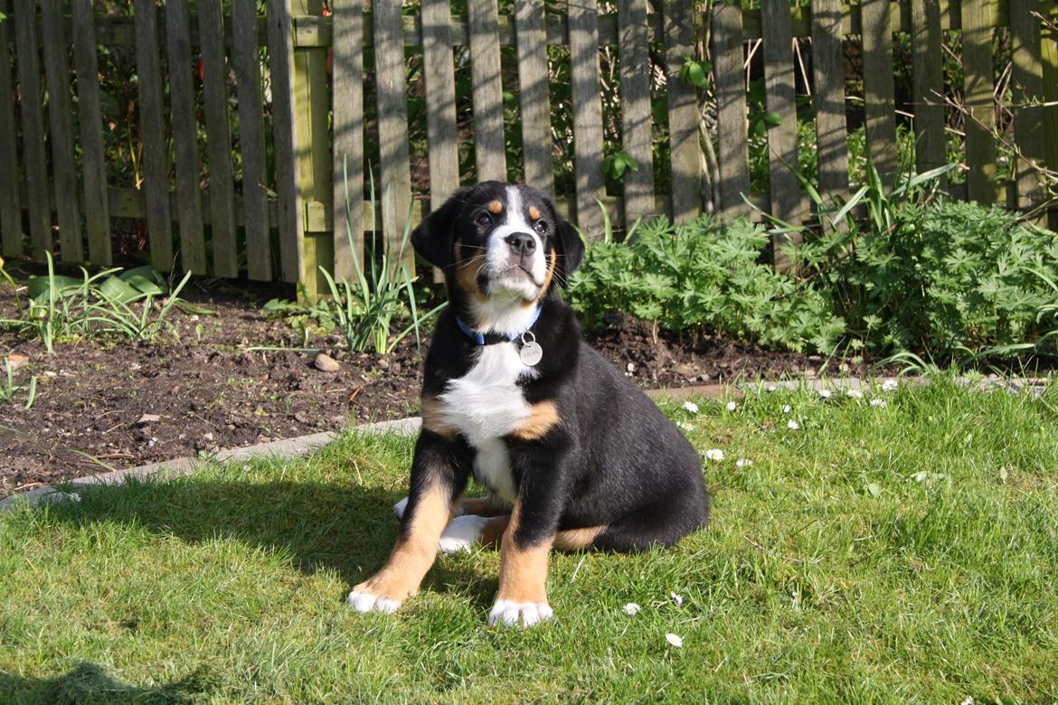 Grosser schweizer sennenhund Aslan billede 4