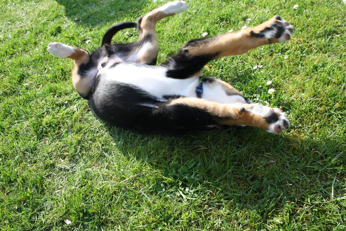 Grosser schweizer sennenhund Aslan billede 5