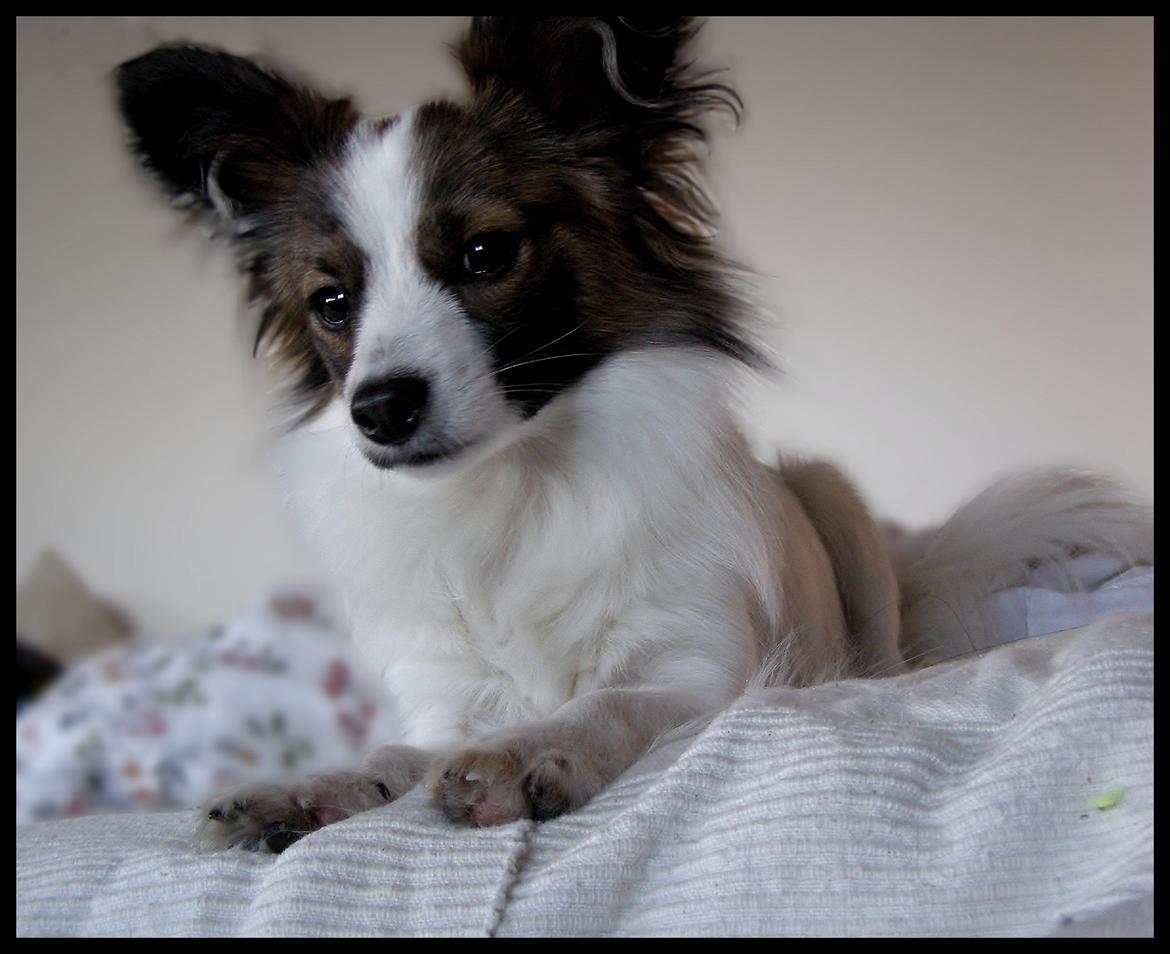 Papillon Neelix billede 1