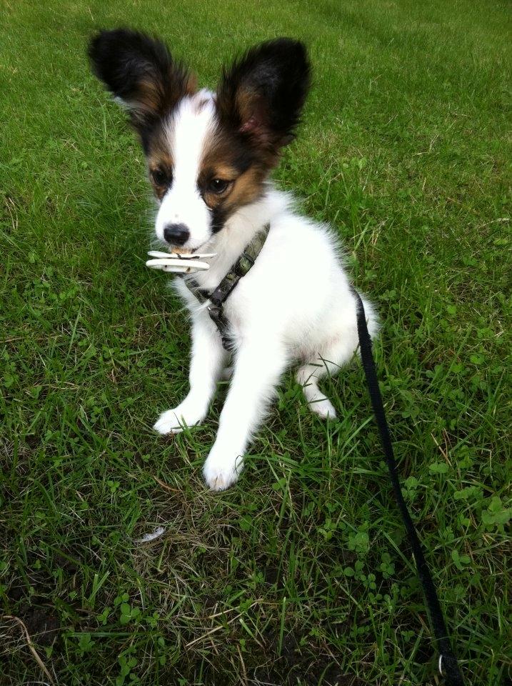 Papillon Neelix billede 2