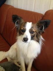 Papillon Neelix billede 3