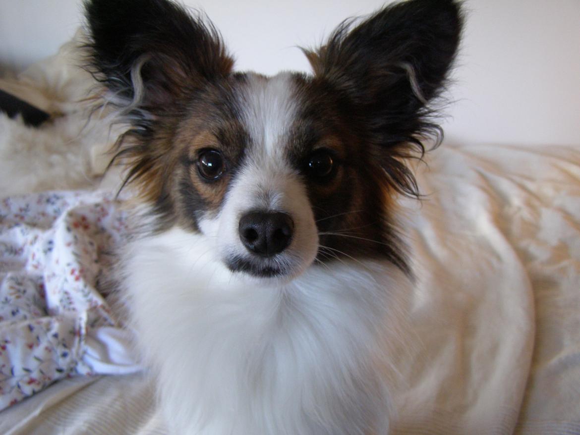 Papillon Neelix billede 4