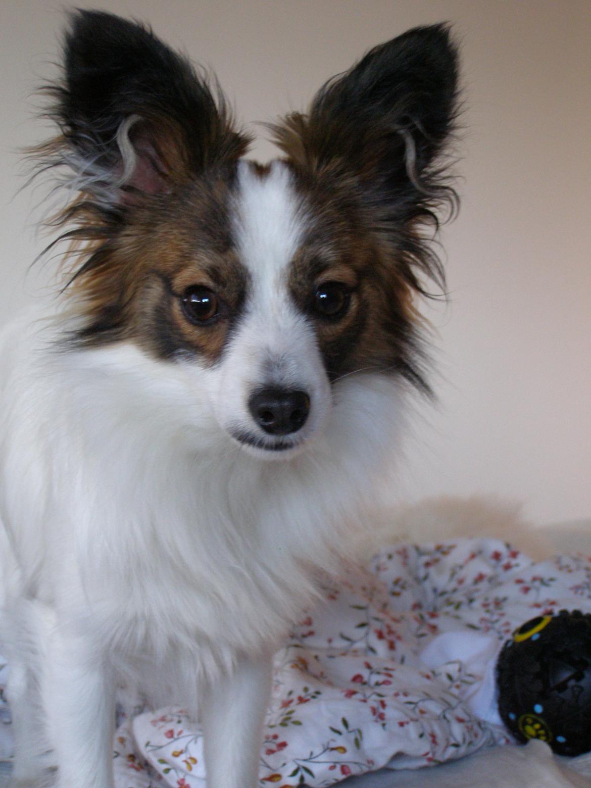 Papillon Neelix billede 5