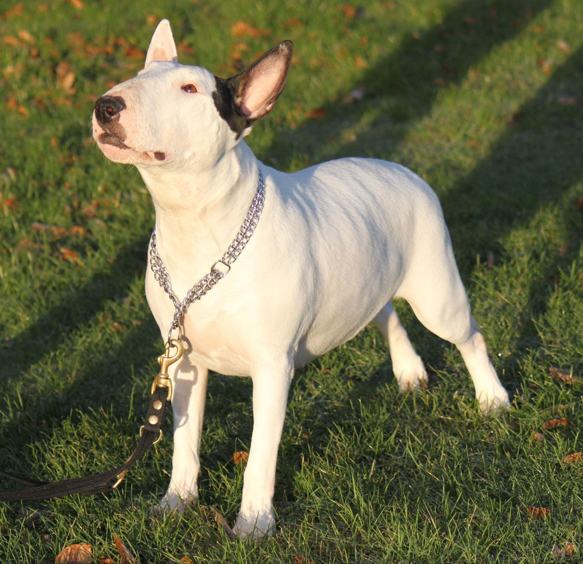 Bullterrier Bertha - Januar 2012, sidste billeder taget af Bertha.. billede 18