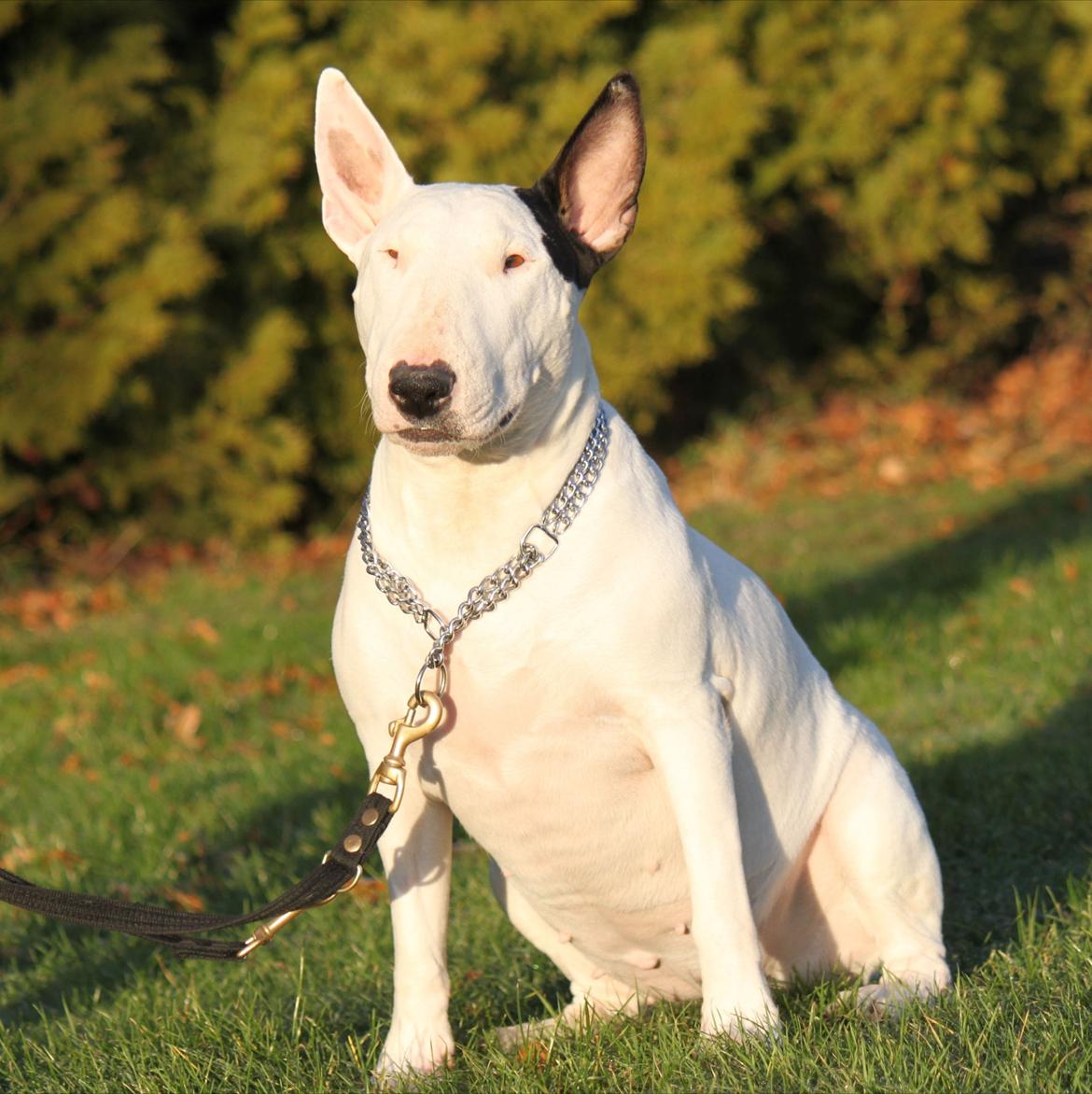 Bullterrier Bertha - Januar 2012, sidste billeder taget af Bertha.. billede 19