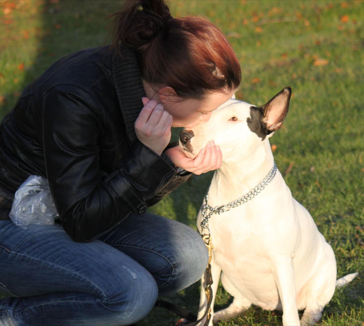 Bullterrier Bertha - Januar 2012, sidste billeder taget af Bertha.. billede 20