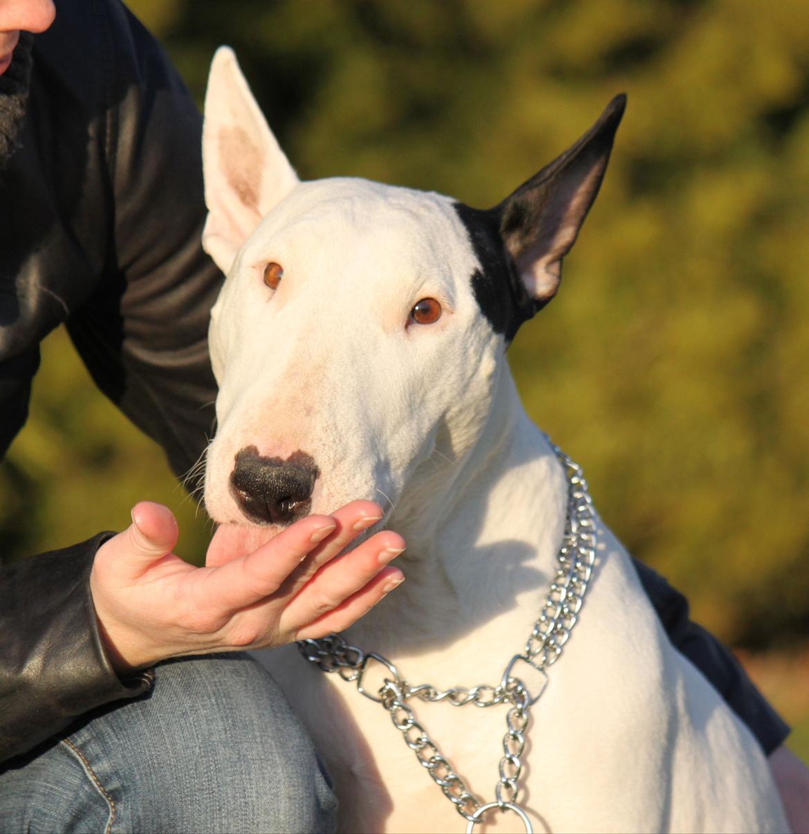 Bullterrier Bertha - Januar 2012, sidste billeder taget af Bertha.. billede 1