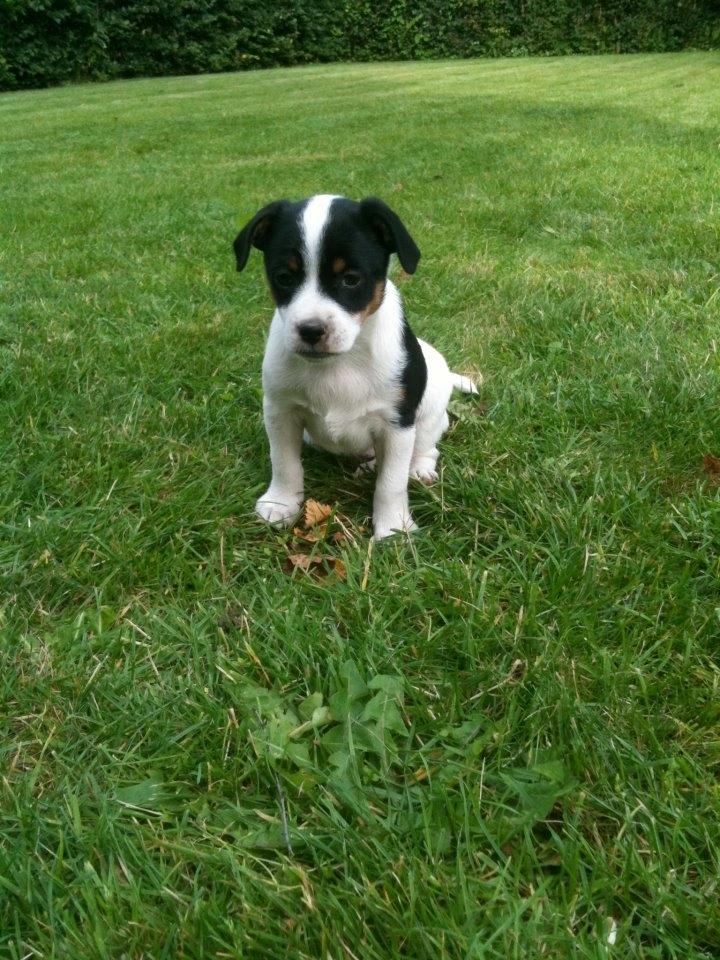 Dansk svensk gaardhund silke billede 19