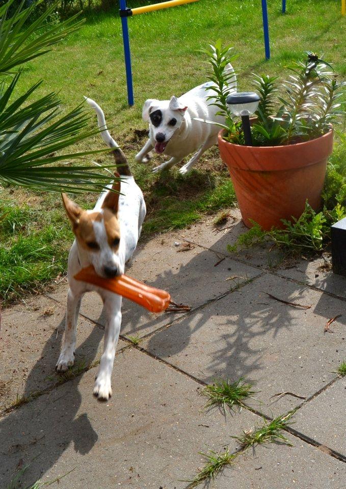 Dansk svensk gaardhund Holger billede 20