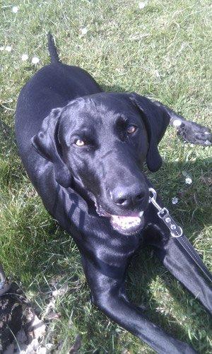 Blanding af racer Buster billede 1