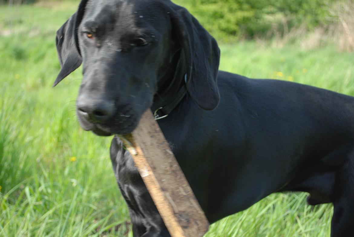 Blanding af racer Buster billede 2